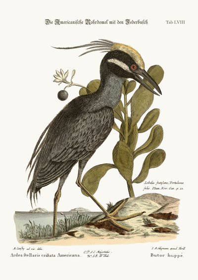 Le butor étoilé, 1749-73 - Mark Catesby
